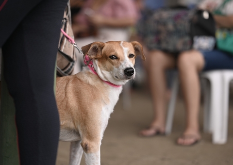 Castramóvel abre agendamento para o bairro Cidade de Deus; confira