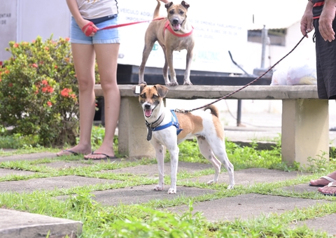 Ação leva castração de animais e vacinação no bairro Santa Etelvina
