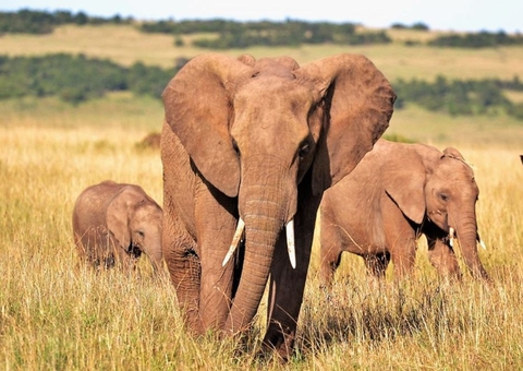 Turista morre ao ser esmagado por elefante durante safari
