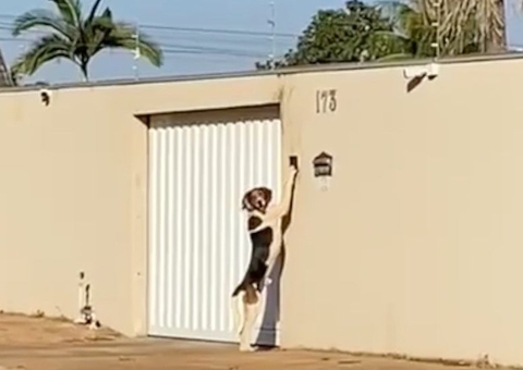 Cachorro é pego tocando a campainha para entrar em casa; Confira o vídeo 