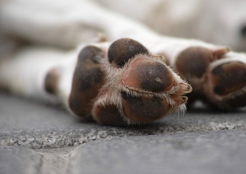 Empresa anuncia recall de petiscos após morte de 40 cachorros