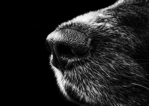 Coreia do Sul aprova lei que proíbe consumo e venda de carne de cachorro