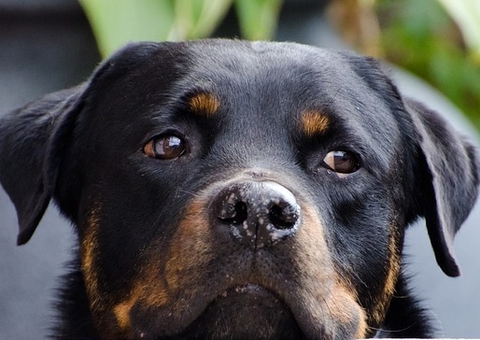 Caseiro morto onde Lázaro cometeu chacina pode ter sido atacado por cães