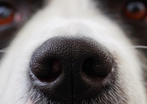 Justiça manda empresa aérea autorizar embarque de família em voo com animais no Amazonas