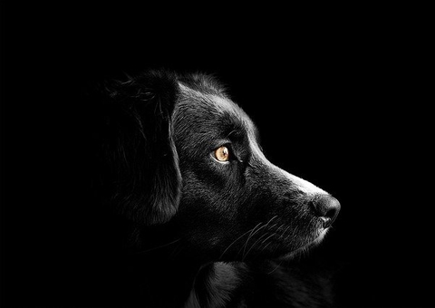 Cadelas vítimas de maus-tratos são resgatadas e donos são presos em Manaus