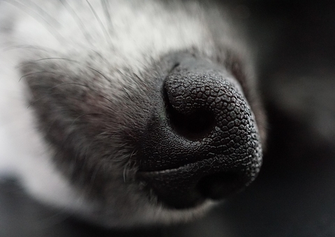 Lei no Amazonas define multa de R$ 5 mil para quem praticar zoofilia