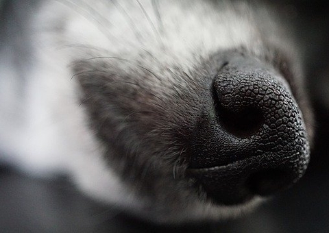 Suspeito de matar cachorro a tiros é preso no interior do Amazonas