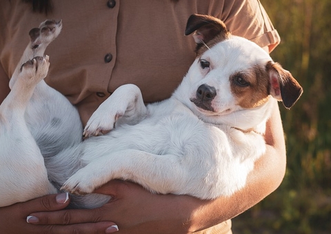 Ex é condenado a pagar metade das despesas com cães após divórcio