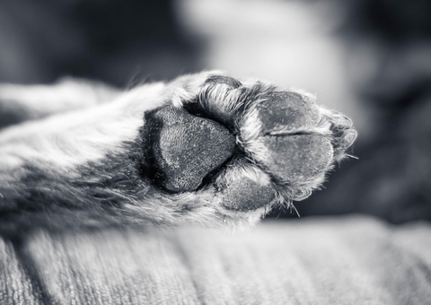 Tutor é preso por deixar cachorro ferido e amarrado em casa desabitada; animal morreu