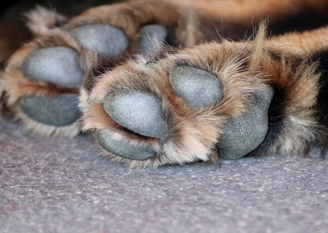 Caseiro mata cachorro a tiros em Carauari
