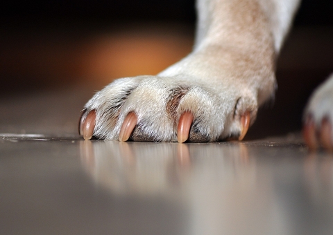 'Neguinho' é preso por tentar matar cachorro a facada no Mutirão