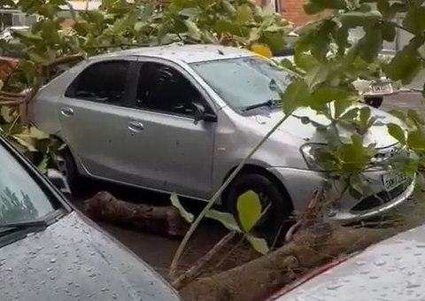 Árvore desaba sobre carro e deixa trânsito caótico em Manaus