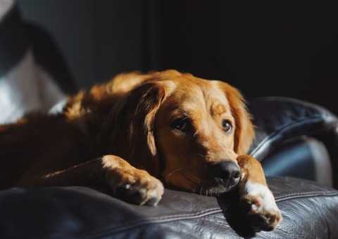 Homem é condenado por maus-tratos por abusar sexualmente de animal