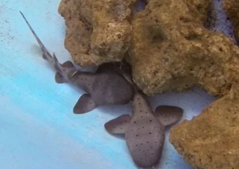 Turista é atacada por tubarão durante mergulho em Fernando de Noronha