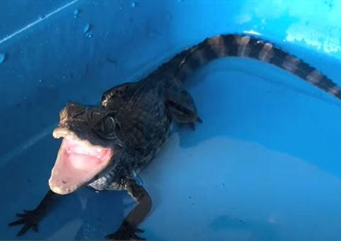 Membro de facção é preso com drogas e criadouro de jacaré em casa em Manaus