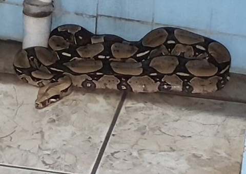 Moradores levam susto ao encontrar cobra gigante dentro de casa em Itacoatiara