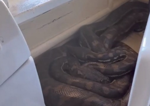 Mulher decide fazer faxina em casa e encontra cobras atrás de micro-ondas