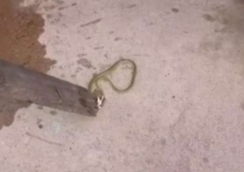 Cobra é encontrada dentro de bebedouro de escola municipal