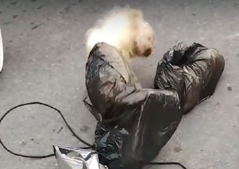 Vídeo: Cães são abandonados em sacos de lixo e quase morrem asfixiados no Coroado