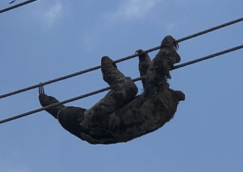 Saiba o que aconteceu com a preguiça presa em fio de alta tensão em Manaus