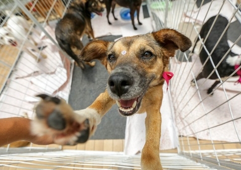 Campanha divulga animais disponíveis para adoção em Manaus