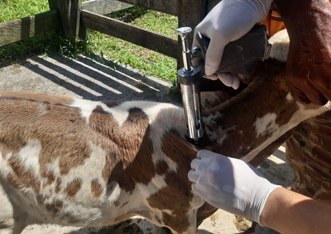 Adaf prorroga vacinação contra a brucelose no Amazonas