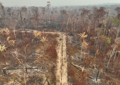 PF prende incendiário que destruiu mais de 320 hectares de terra no Amazonas