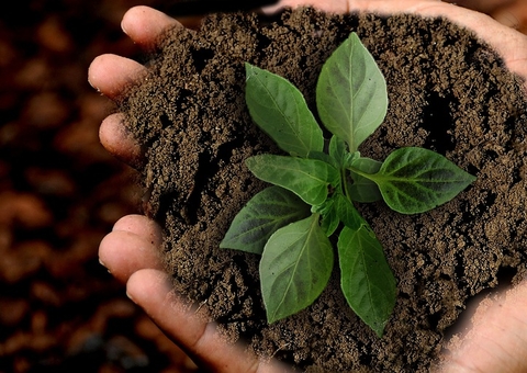 Ministério do Meio Ambiente abre inscrições para 2 mil vagas em cursos gratuitos