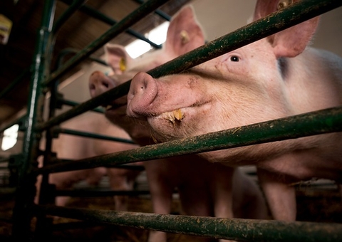 Brasil registra primeira morte por gripe suína neste ano