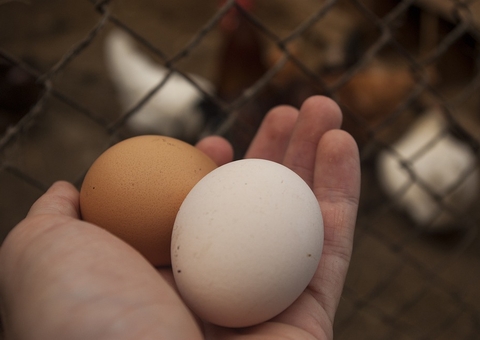 Vai faltar ovo no mundo? Entenda crise que esvazia prateleiras