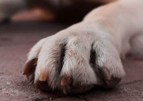 Homem é preso após ser flagrado pela esposa estuprando cadela grávida em Manaus