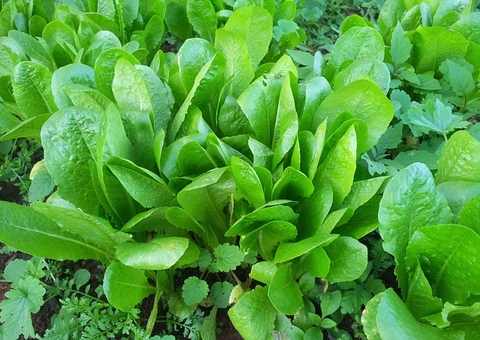 Conheça a hortaliça rica em vitaminas que limpa o organismo