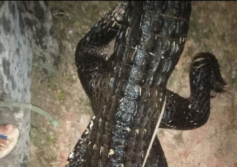 Jovem é atacado por jacaré enquanto tomava banho no rio em Manicoré