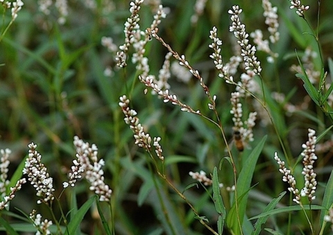 Conheça a erva que combate hemorroidas  e varizes