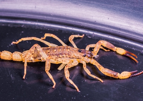 Estudante é picado por escorpião durante prova do Enem 