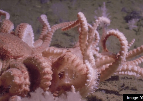 Criaturas bizarras vivem escondidas na extrema Antártica 