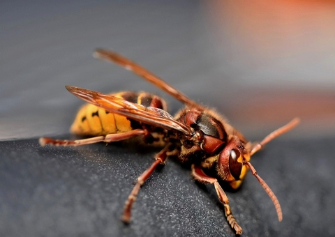 Conheça a vespa que ingere bebida com até 80% de álcool e não fica bêbada