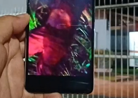 Homem morre ao ser atropelado enquanto caminhava na AM-010