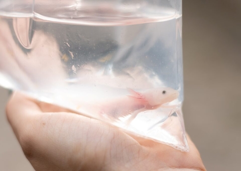 Salamandras são resgatadas em Manaus; venda ilegal cresce com popularidade de game