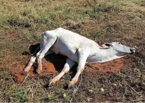 Animais morrem por suspeita de raiva e caso é investigado no Amazonas