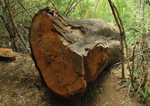 Árvore desaba e mata homem esmagado em ramal de Manaus