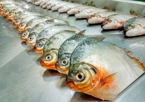 Presença de plástico em peixes do Amazonas mostra tamanho da poluição dos rios