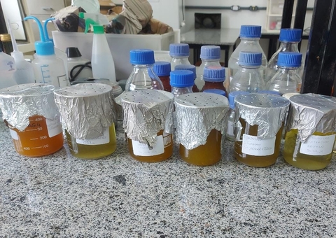 Casca do tucumã pode inibir bactérias causadoras de infecções, aponta pesquisa