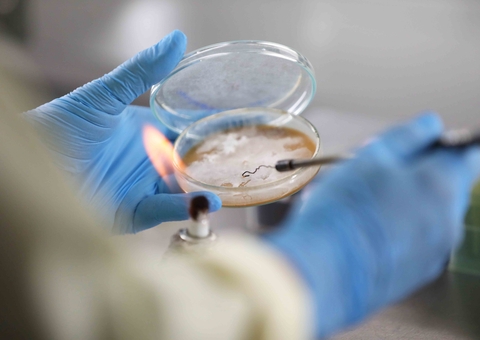 Pesquisa aponta resistência do fungo causador de mancha-alvo no Amazonas