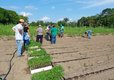 Pesquisadores do Amazonas encontram fungos que podem ajudar no controle de doenças em hortaliças 