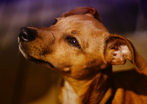 Protetores e cuidadores de animais recebem 4 toneladas de ração no Amazonas
