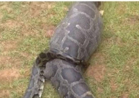 Fazendeira desaparecida é encontrada dentro de cobra píton