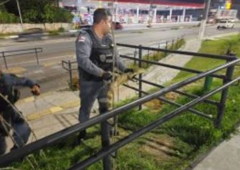 Jacaré assusta populares ao surgir no estacionamento de hospital em Manaus