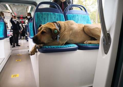 Cachorro viraliza por aprender a andar de ônibus e balsa