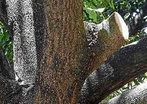 Galho cai e mata homem que cortava árvore